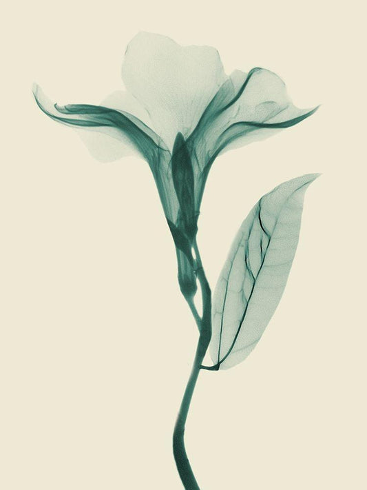 Image Only