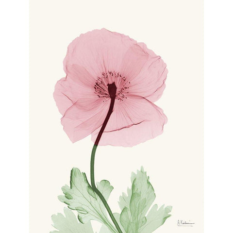 Dazzling Poppy 1 White Modern Wood Framed Art Print by Koetsier, Albert