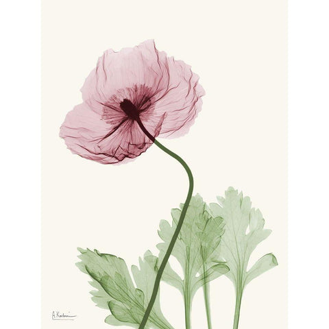 Dazzling Poppy 2 Black Modern Wood Framed Art Print with Double Matting by Koetsier, Albert