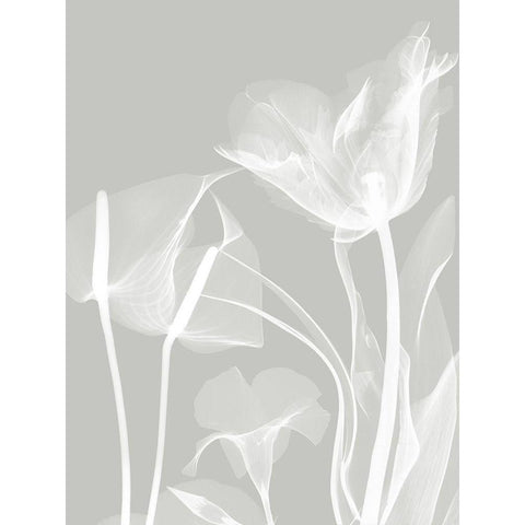 Gray Flora 1 Black Modern Wood Framed Art Print with Double Matting by Koetsier, Albert