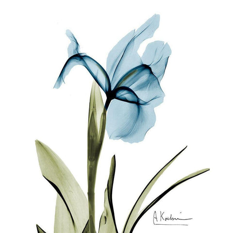 Iris B76 White Modern Wood Framed Art Print by Koetsier, Albert