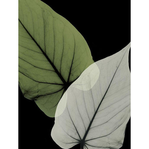 Philodendron Embrace 1 White Modern Wood Framed Art Print by Koetsier, Albert