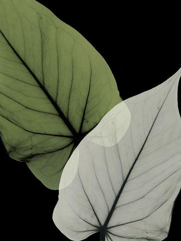 Philodendron Embrace 1 White Modern Wood Framed Art Print with Double Matting by Koetsier, Albert