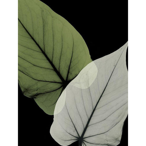 Philodendron Embrace 1 Black Modern Wood Framed Art Print by Koetsier, Albert