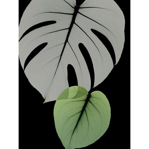 Botanical Embrace 1 Black Modern Wood Framed Art Print with Double Matting by Koetsier, Albert