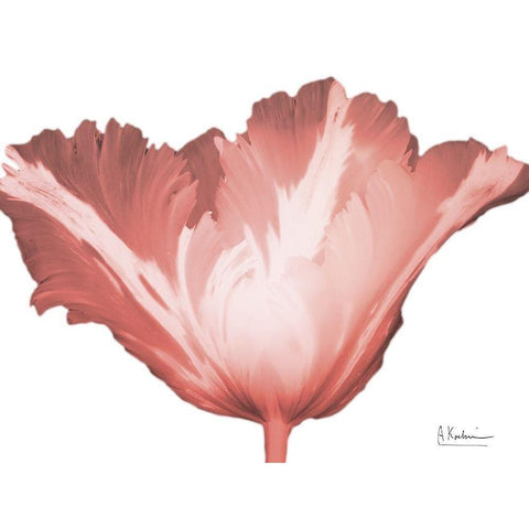 Coral Blossom 1 White Modern Wood Framed Art Print by Koetsier, Albert