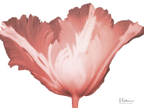 Coral Blossom 1 White Modern Wood Framed Art Print with Double Matting by Koetsier, Albert