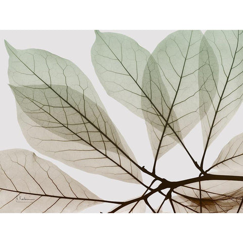 Earthy Magnolia Black Modern Wood Framed Art Print with Double Matting by Koetsier, Albert