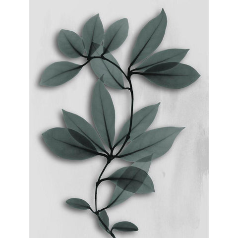 Silver Pine Wonder 1 Black Modern Wood Framed Art Print with Double Matting by Koetsier, Albert