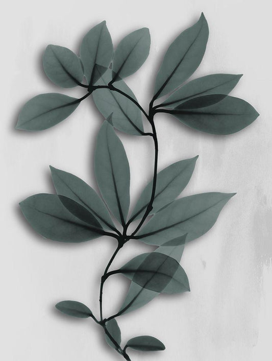 Image Only