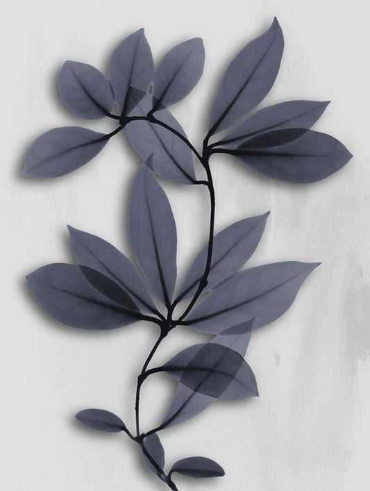 Image Only