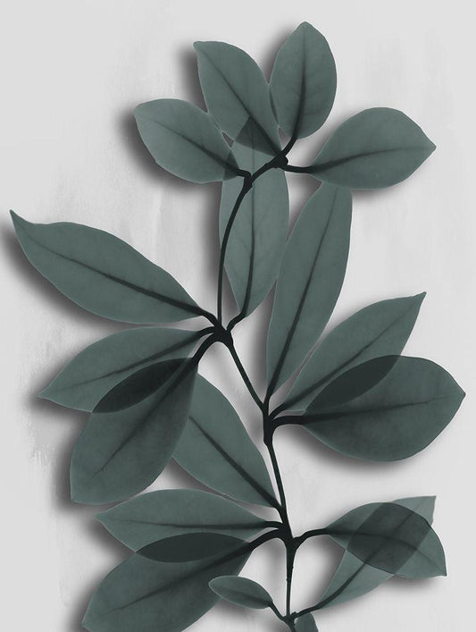Image Only