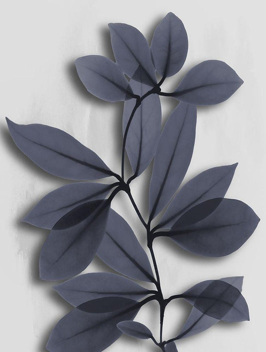 Image Only