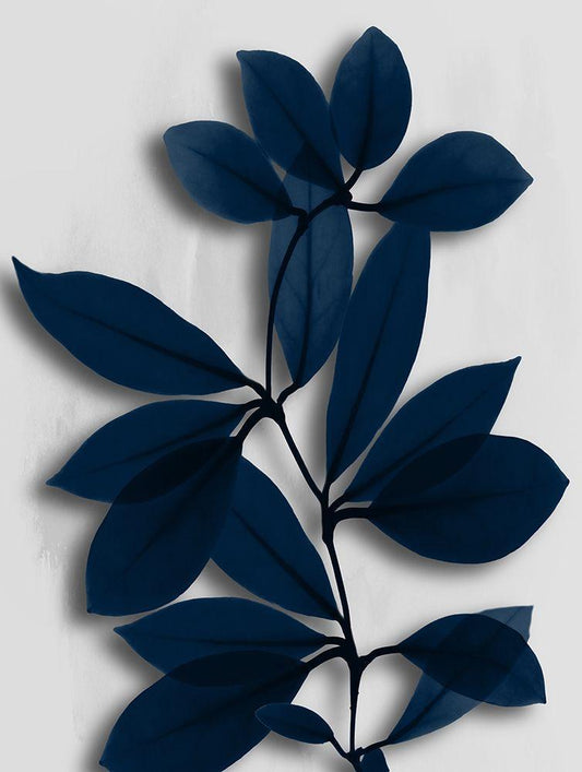 Image Only