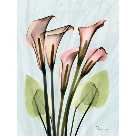 Calla Lily Crystalis 1 Gold Ornate Wood Framed Art Print with Double Matting by Koetsier, Albert