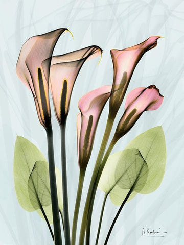 Calla Lily Crystalis 1 Black Ornate Wood Framed Art Print with Double Matting by Koetsier, Albert