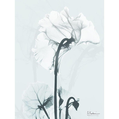 Desired Cyclamen 1 White Modern Wood Framed Art Print by Koetsier, Albert