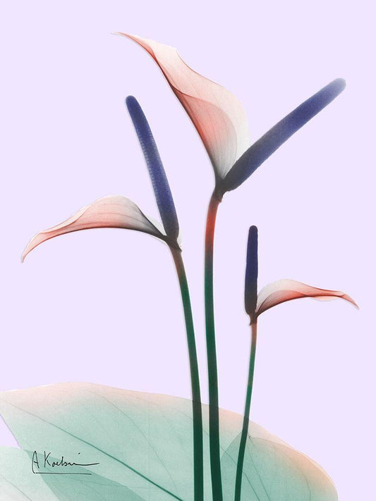 Image Only