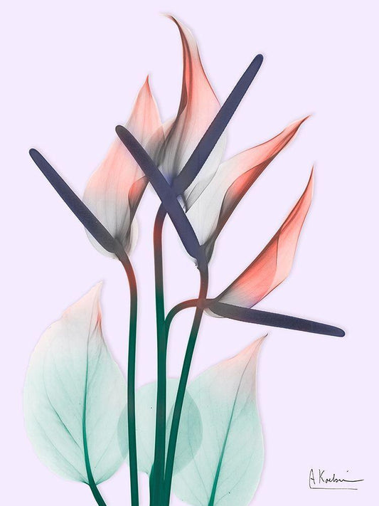 Image Only