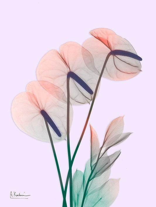 Image Only