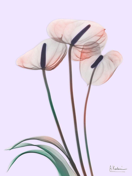 Image Only