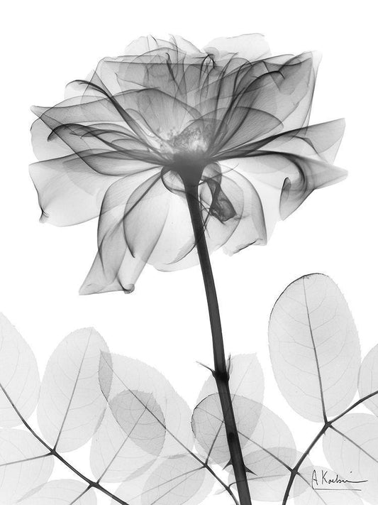Image Only