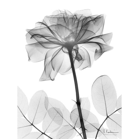 Rose Dynasty 2 White Modern Wood Framed Art Print by Koetsier, Albert