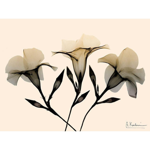 Mandelilla Dawn White Modern Wood Framed Art Print by Koetsier, Albert