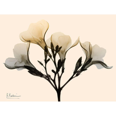 Oleander Dawn Black Modern Wood Framed Art Print with Double Matting by Koetsier, Albert