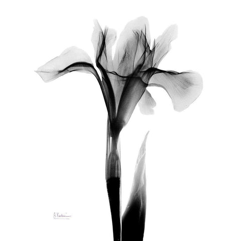 Expressed Iris Black Modern Wood Framed Art Print with Double Matting by Koetsier, Albert