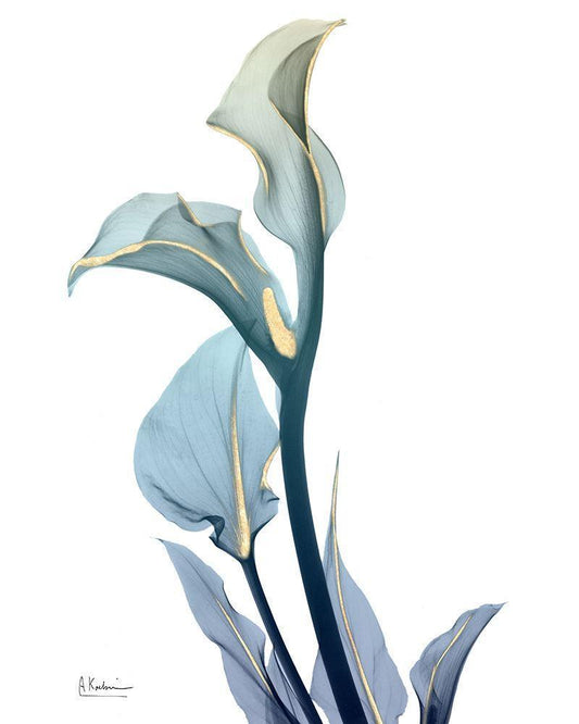 Image Only