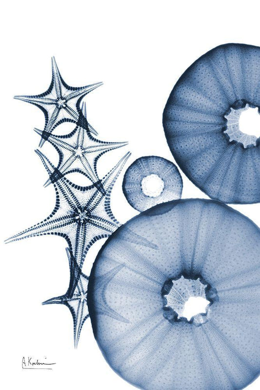 Image Only