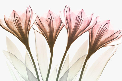Dazzling Tulips White Modern Wood Framed Art Print with Double Matting by Koetsier, Albert