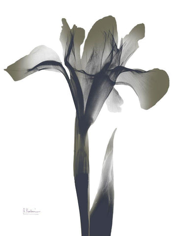 Ombre Olive Iris 1 Black Ornate Wood Framed Art Print with Double Matting by Koetsier, Albert