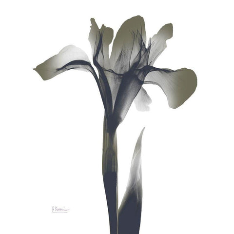 Ombre Olive Iris 1 Black Modern Wood Framed Art Print by Koetsier, Albert