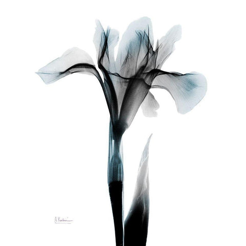 Ombre Sea Salt Iris Black Modern Wood Framed Art Print with Double Matting by Koetsier, Albert