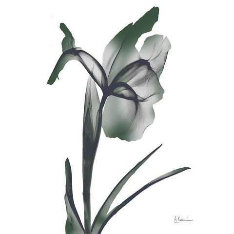 Ombre Jungle Iris 1 Black Modern Wood Framed Art Print with Double Matting by Koetsier, Albert