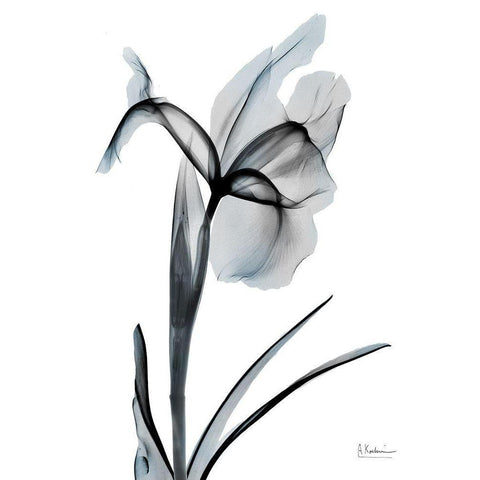 Ombre Sea Salt Iris 2 Black Modern Wood Framed Art Print with Double Matting by Koetsier, Albert