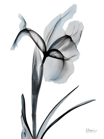 Ombre Sea Salt Iris 2 White Modern Wood Framed Art Print with Double Matting by Koetsier, Albert