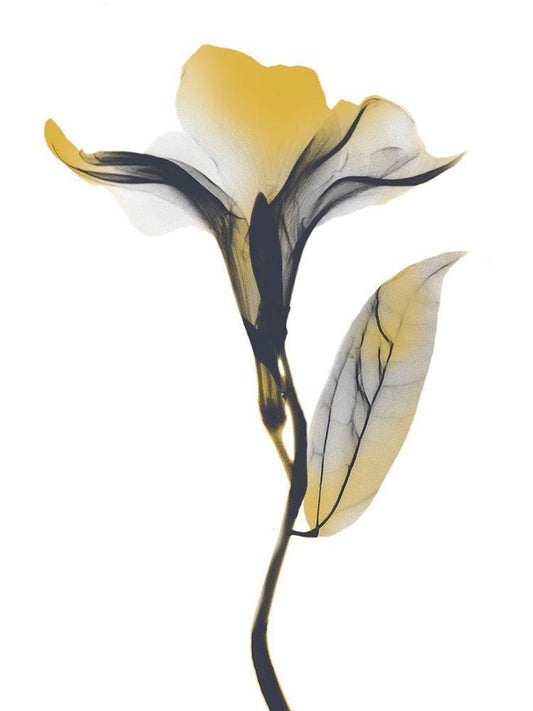 Image Only