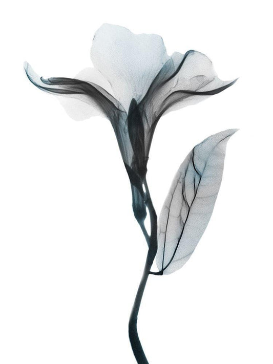 Image Only