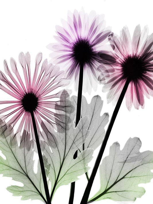 Image Only