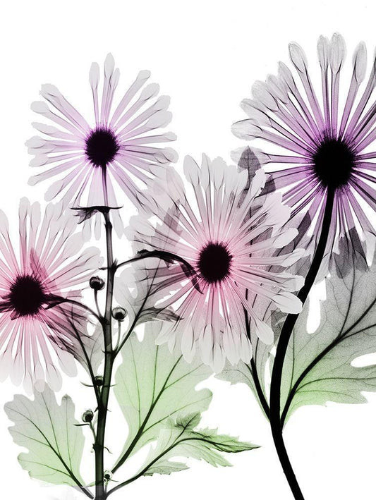 Image Only