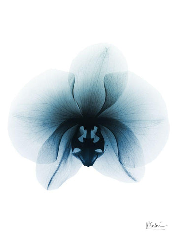 Glacial Orchid 1 RC White Modern Wood Framed Art Print with Double Matting by Koetsier, Albert