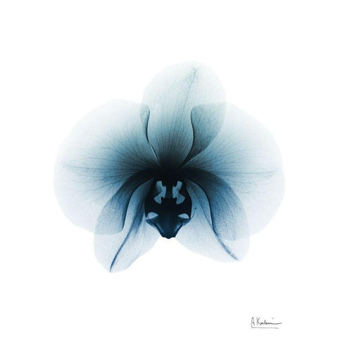 Glacial Orchid 1 RC White Modern Wood Framed Art Print by Koetsier, Albert