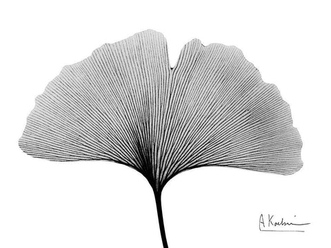 Inverted Ginko 1 White Modern Wood Framed Art Print with Double Matting by Koetsier, Albert