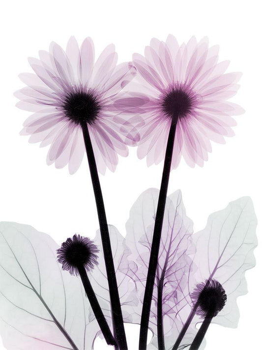 Image Only