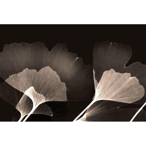 Chocolate Ginko Black Modern Wood Framed Art Print with Double Matting by Koetsier, Albert