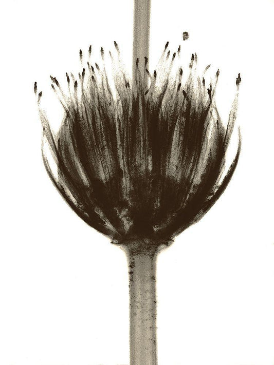 Image Only