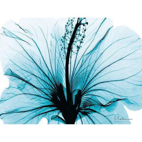 Aqua Hibiscus Black Modern Wood Framed Art Print with Double Matting by Koetsier, Albert